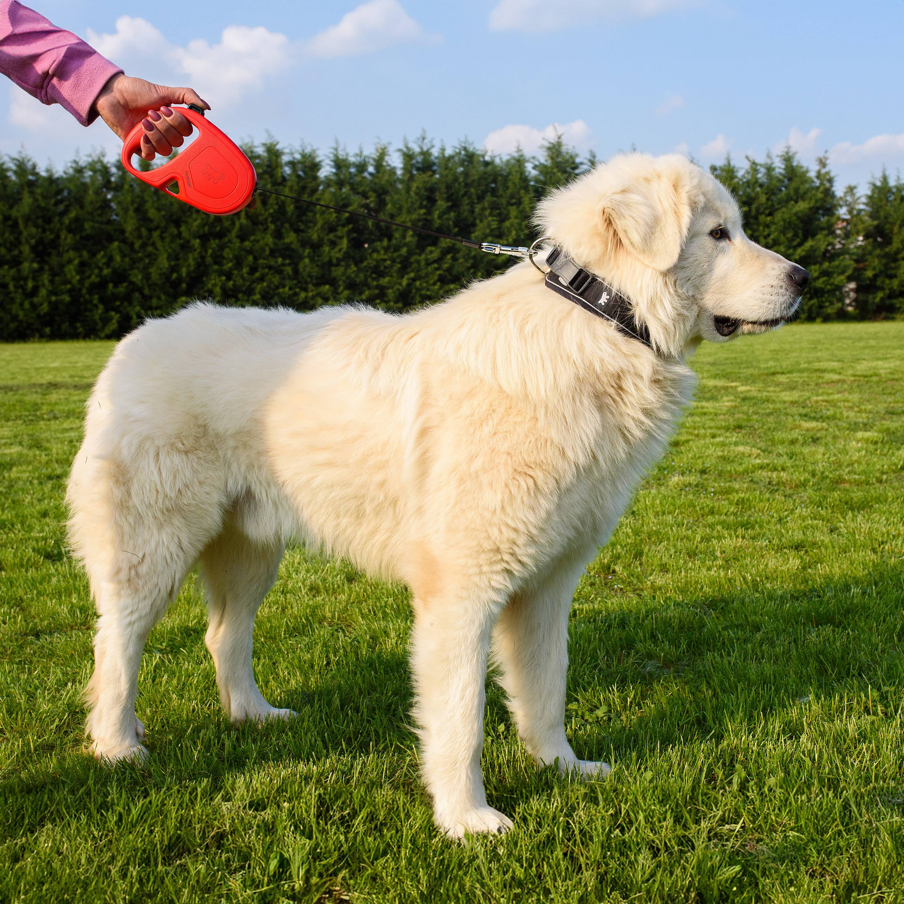 Ferplast - Ferplast Laisse Chien Enrouleur FLIPPY ONE, Laisse pour Grands Chiens jusqu'à 50 Kg. Sangle Extensible max 5 m. Bouton de verrouillage et de - Image 4