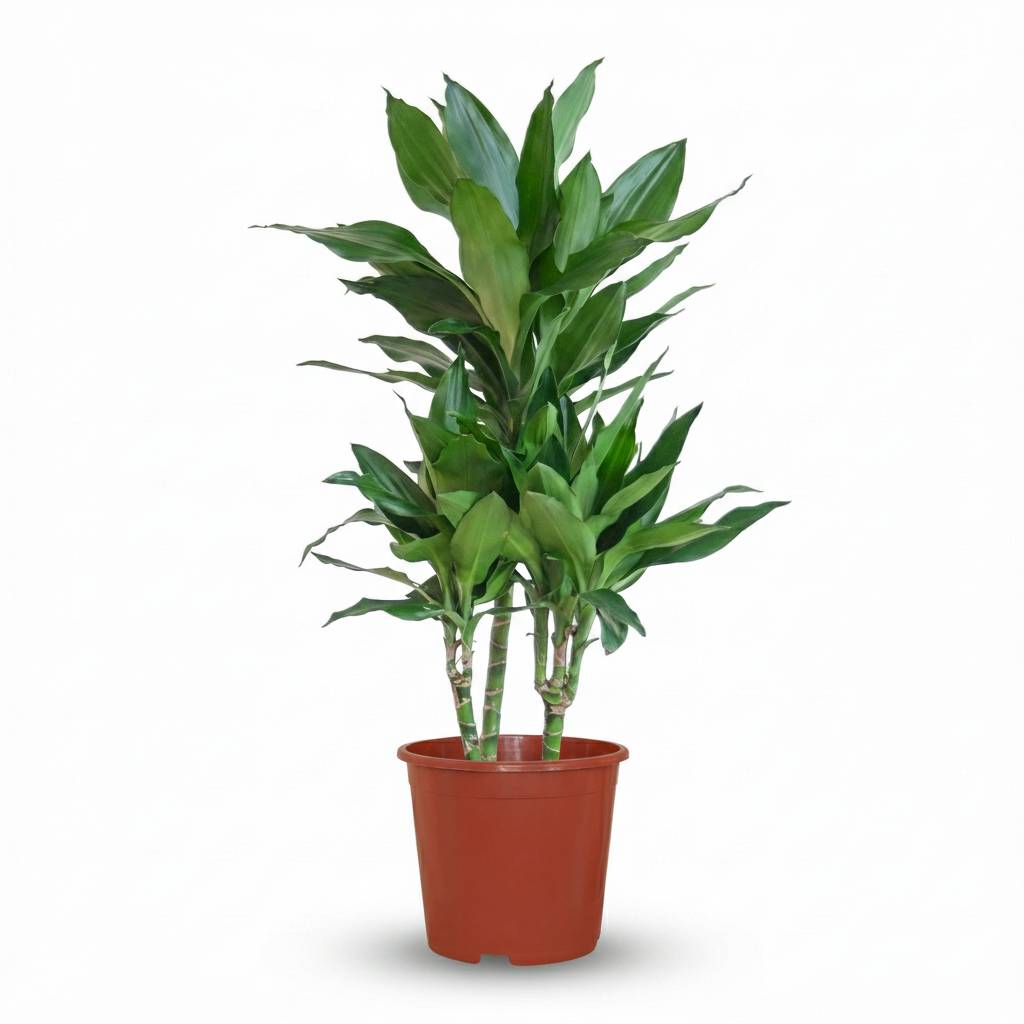 Dracaena Janet Craig - Pot de 21cm - Hauteur 90 - 100cm - Plantes d'intérieur - Image 2