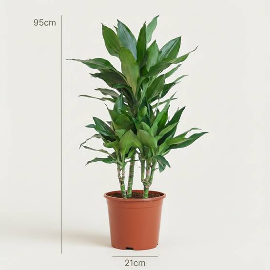Dracaena Janet Craig - Pot de 21cm - Hauteur 90 - 100cm - Plantes d'intérieur - Image 4