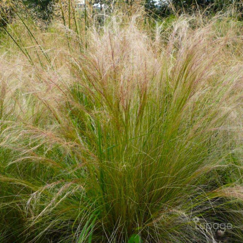 3 Cheveux d'Ange (Stipa Tenuifolia) - Lot de 3 graminées - Pépinières Naudet - Image 1