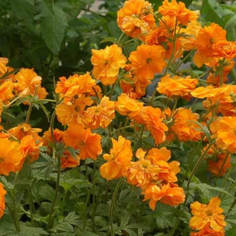 Benoîte Fire Stom® à fleurs Orange/ - feuillage Caduc - Godet - 5/20 cm - Image 1