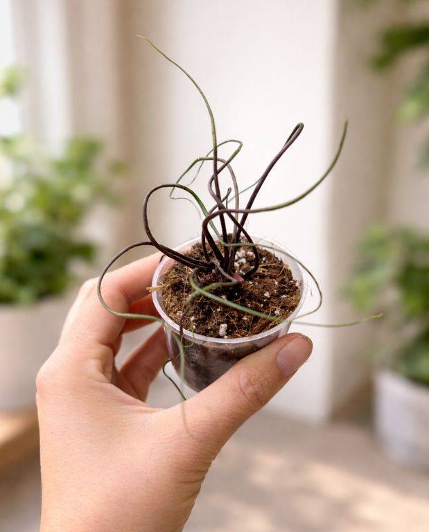 Alocasia Flying Squid Small D. 9cm H. 15cm - Plante d'intérieur - IndoorPoppies - Image 3