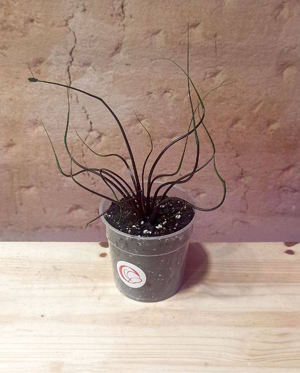 Alocasia Flying Squid Small D. 9cm H. 15cm - Plante d'intérieur - IndoorPoppies - Image 5