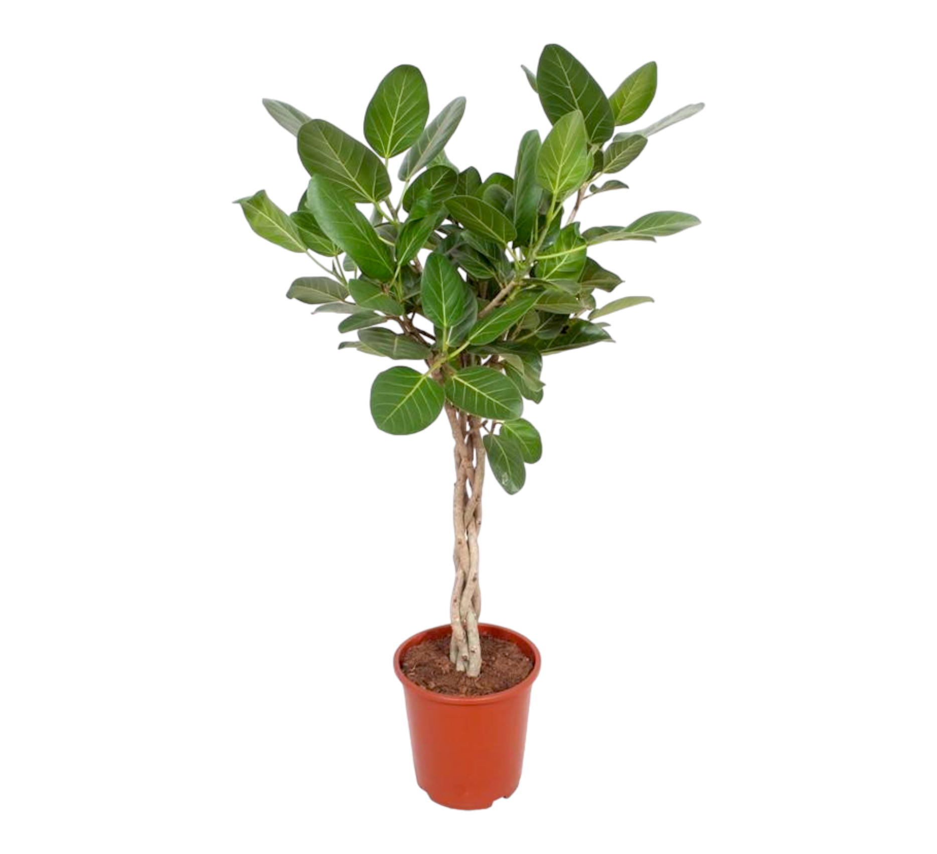 La Green Touch - Ficus Benghalensis Audrey 120cm - Plante d'intérieur- La Green Touch - Image 1