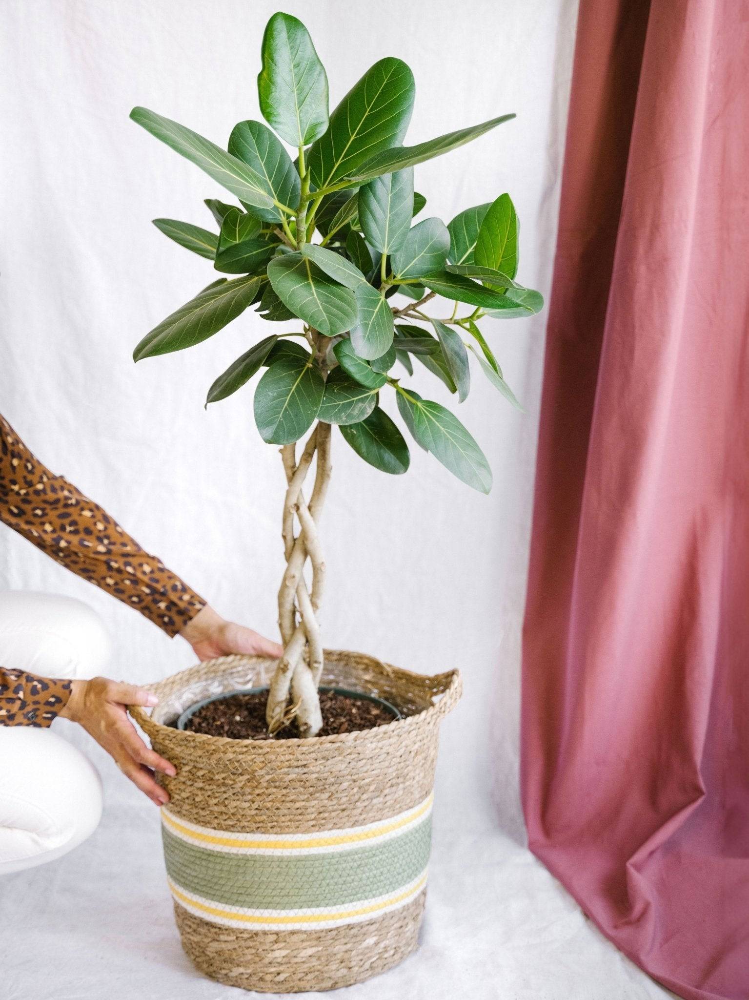 La Green Touch - Ficus Benghalensis Audrey 120cm - Plante d'intérieur- La Green Touch - Image 2