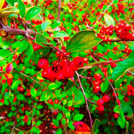 10 Cotoneasters de Franchet (Cotoneaster Franchetii) - Haie de Cotoneaster de Franchet - - Pépinières Naudet - Image 2