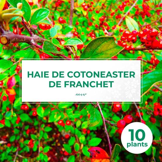 10 Cotoneasters de Franchet (Cotoneaster Franchetii) - Haie de Cotoneaster de Franchet - - Pépinières Naudet - Image 1