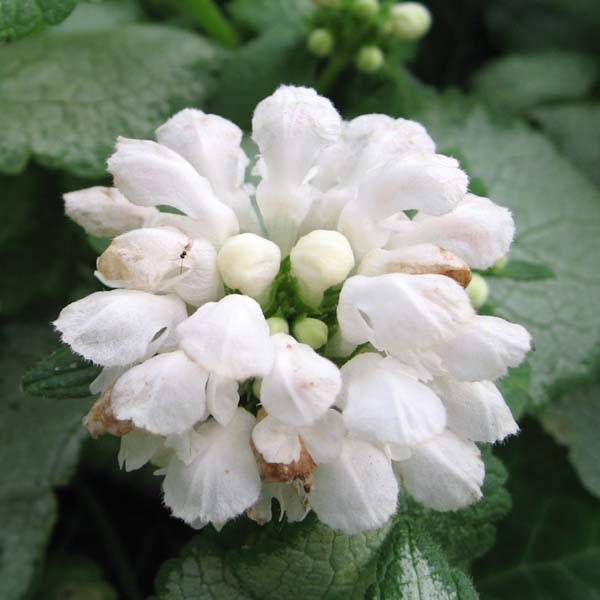 Promesse de Fleurs - Lamium maculatum White Nancy - Lamier blanc Godet de 8/9 cm
