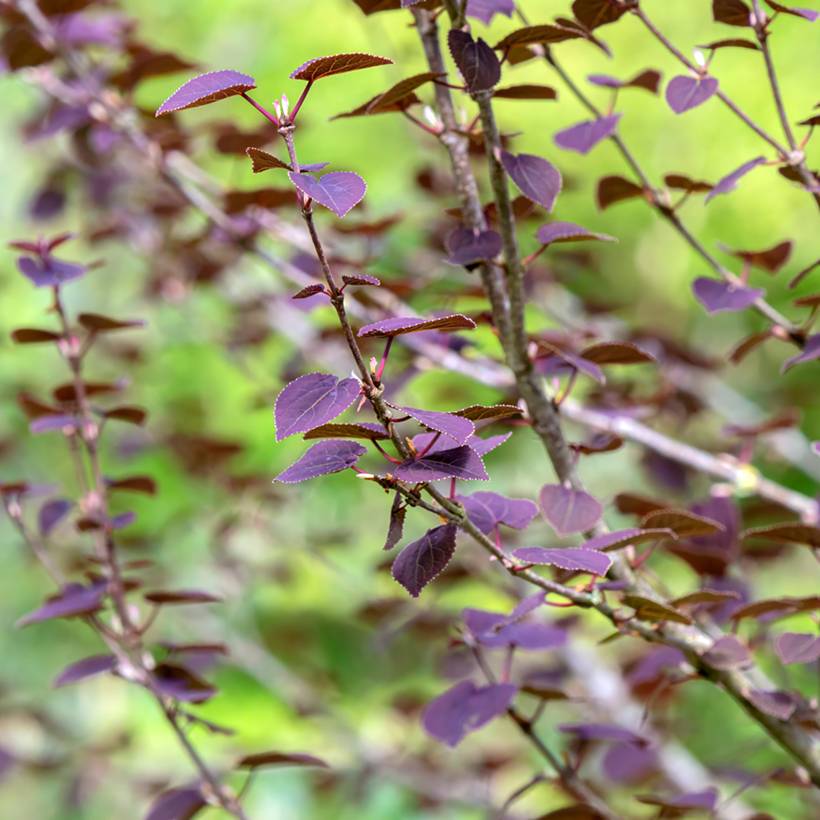 Arbre au caramel - Cercidiphyllum japonicum Rotfuchs Pot de 4L/5L
