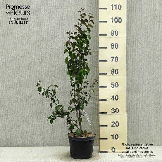 Arbre au caramel - Cercidiphyllum japonicum Rotfuchs Pot de 4L/5L - Image 2