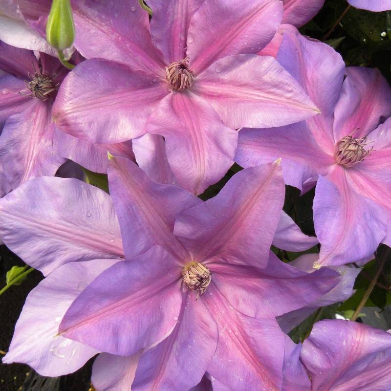 Clématite Shimmer™ 'Evipo028' à fleurs Rose - feuillage Caduc - Pot de 3L - Echelle bambou 60/120 cm-  hauteur à maturité De 3,00 m à 5,00 m - Image 5