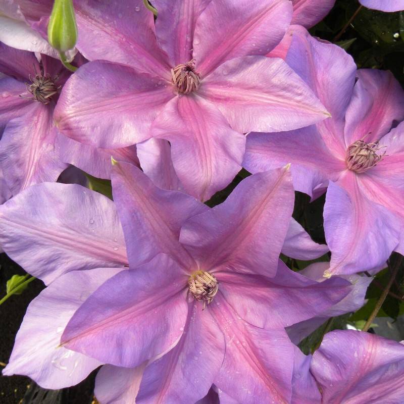 Clématite Shimmer™ 'Evipo028' à fleurs Rose - feuillage Caduc - Pot de 3L - Echelle bambou 60/120 cm-  hauteur à maturité De 3,00 m à 5,00 m - Image 1