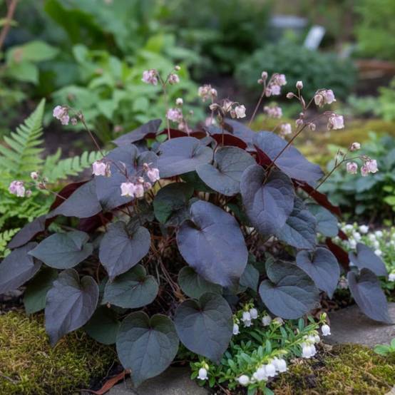 Fleur des Elfes Black Sea, Epimedium à fleurs Jaune/ - feuillage Persistant - Godet - 5/20 cm - Image 1