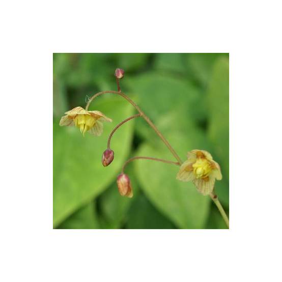 Fleur des Elfes Black Sea, Epimedium à fleurs Jaune/ - feuillage Persistant - Godet - 5/20 cm - Image 2