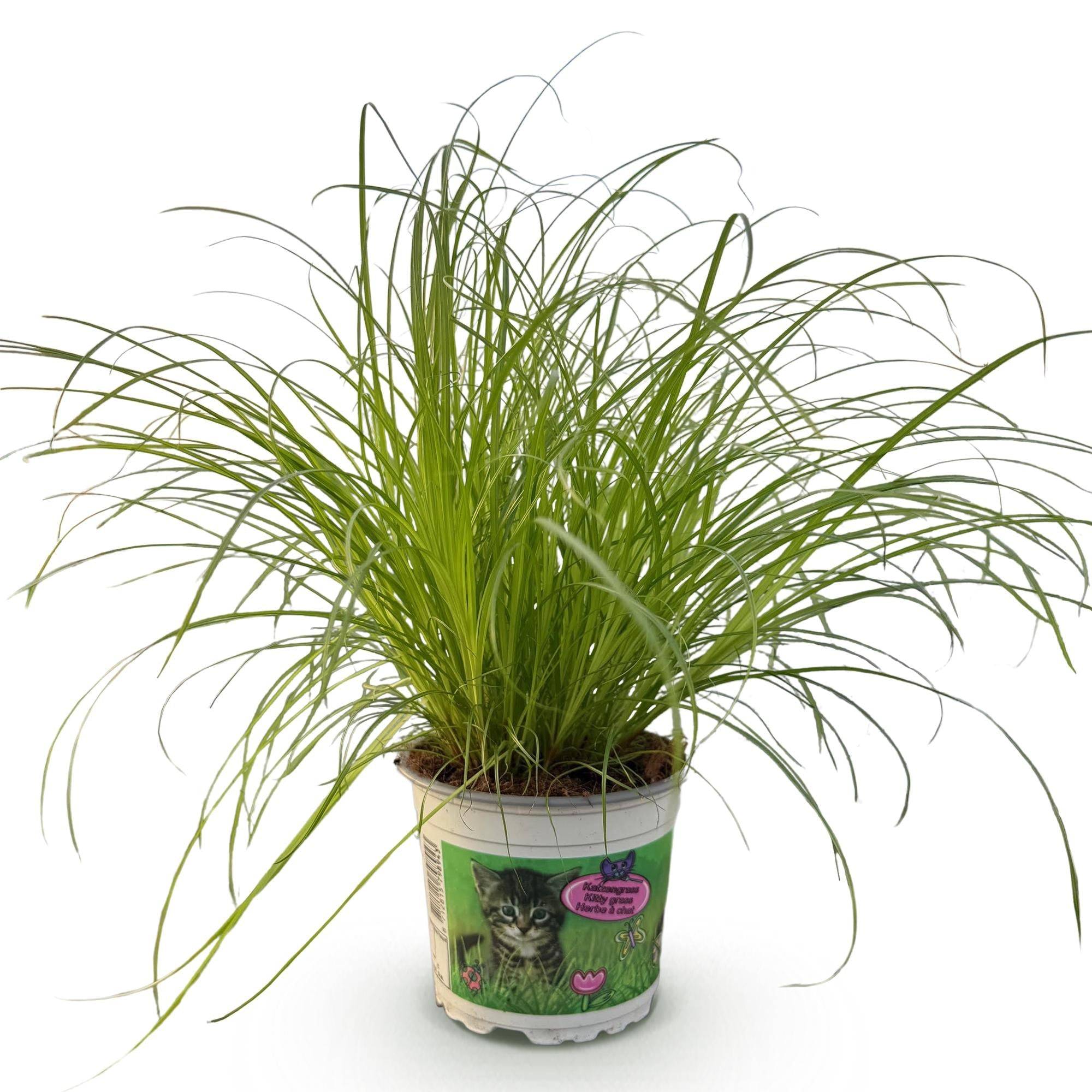 Herbe à Chat - Image 3