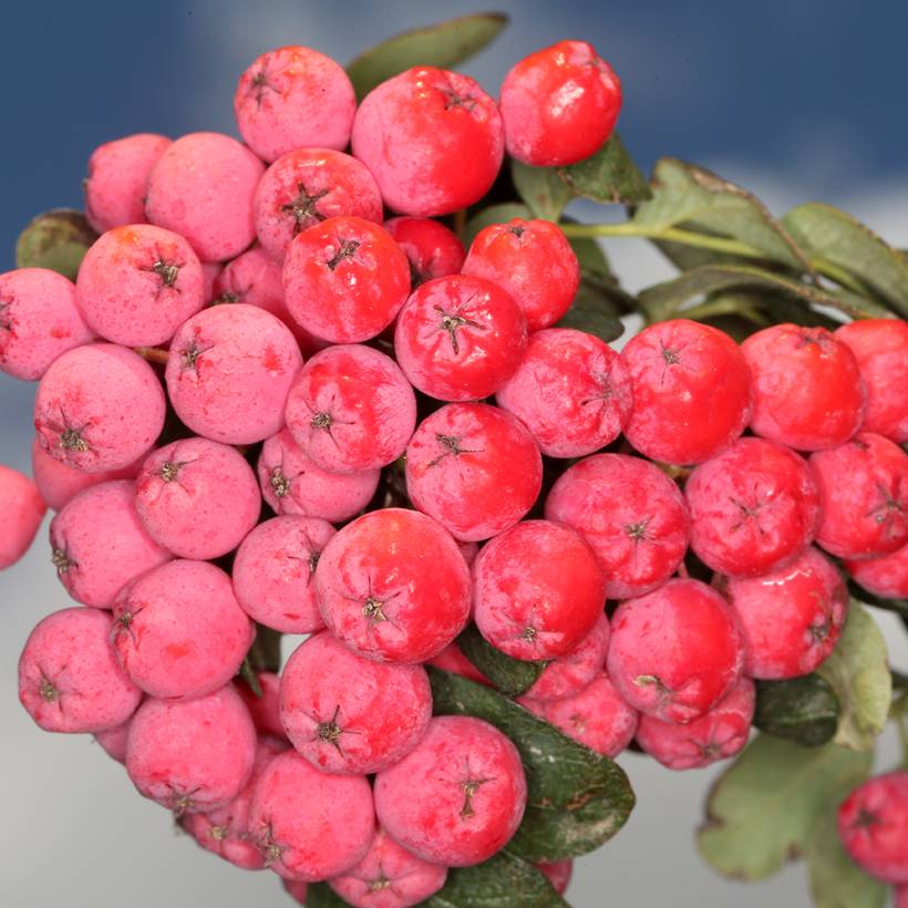 Sorbier hybride - Sorbocotoneaster pozdnjakovii Pot de 4L/5L