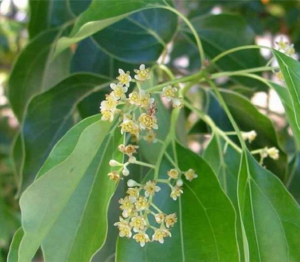 Sans Marque - Cinnamomum camphora (Camphrier) Couleur floraison:crème jaune - Taille:Pot de 140L - 200/250cm - Image 2
