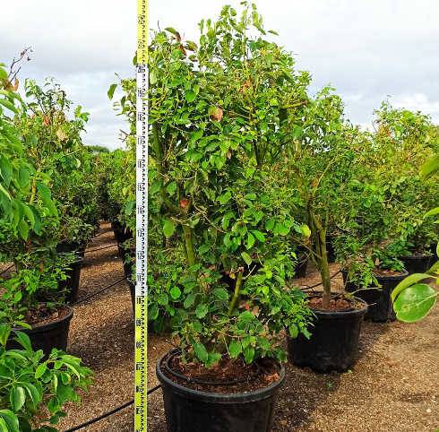 Sans Marque - Cinnamomum camphora (Camphrier) Couleur floraison:crème jaune - Taille:Pot de 140L - 200/250cm - Image 1