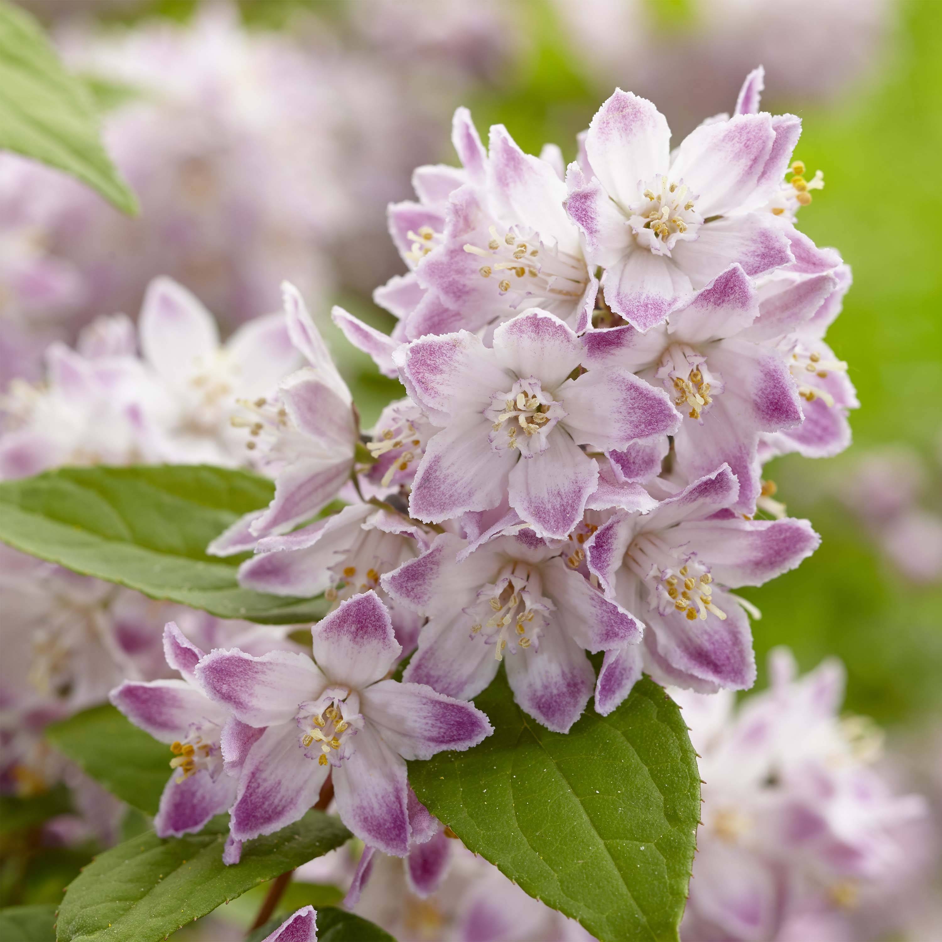 Promesse de Fleurs - Deutzia hybride Raspberry Sundae - Deutzie Pot de 7,5L/10L - Image 1