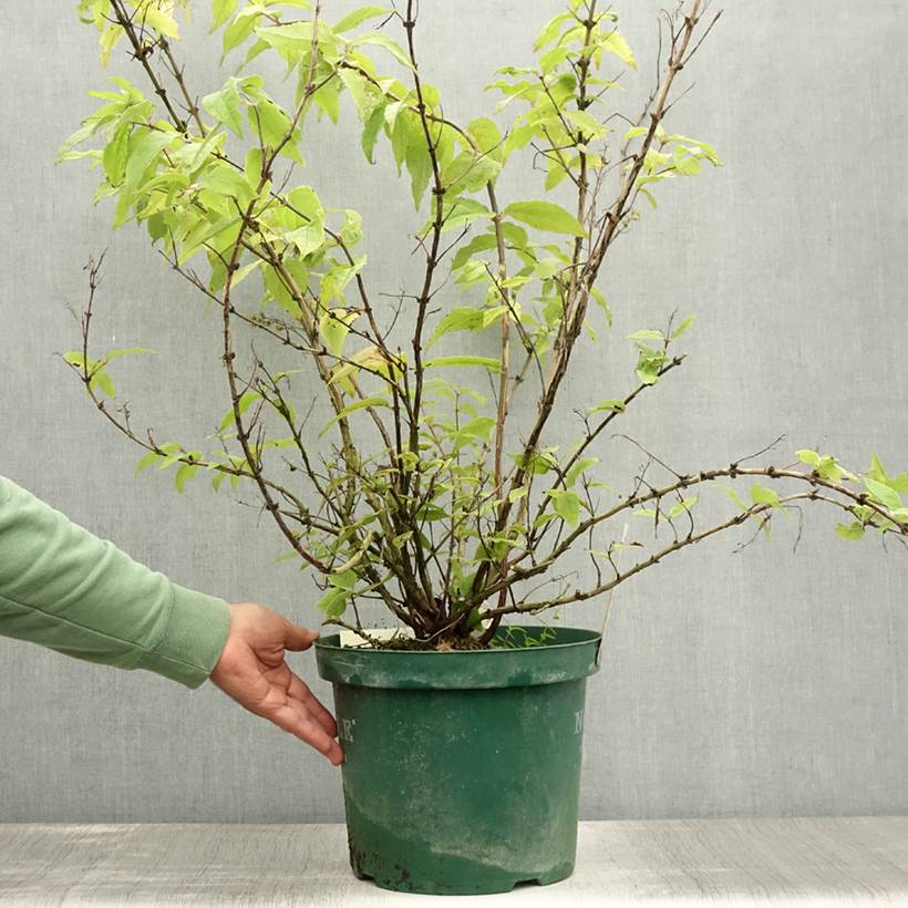 Promesse de Fleurs - Deutzia hybride Raspberry Sundae - Deutzie Pot de 7,5L/10L - Image 2