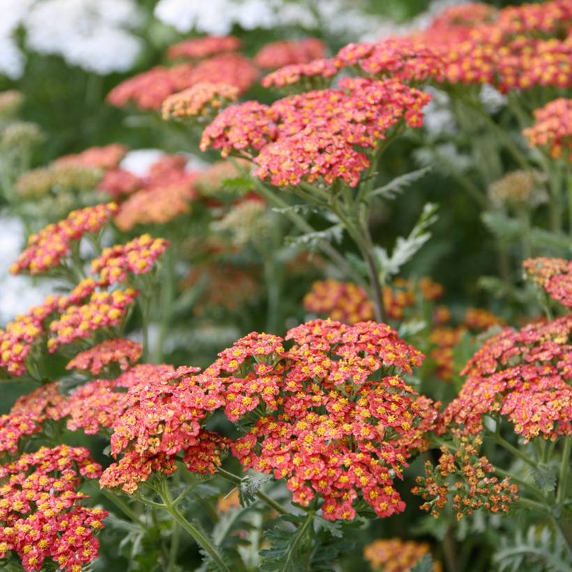 Promesse de Fleurs - Achillée Walter Funcke - Achillea millefolium Godet de 8/9 cm