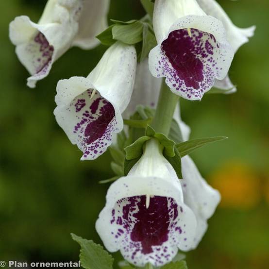 Digitale purpurea Pam's Choice - Gant de notre-dame Godet de 8/9 cm