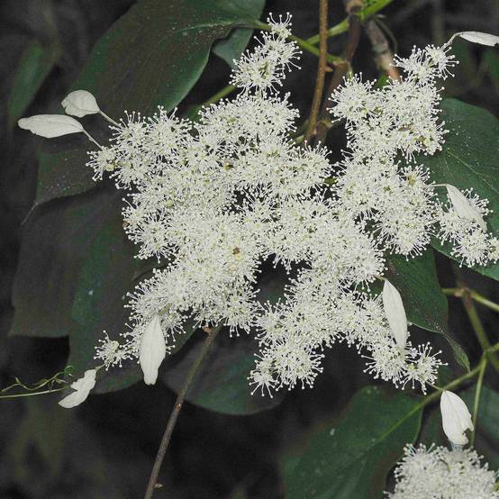 Schizophragma Angel Wings - Hortensia grimpant Pot de 2L/3L