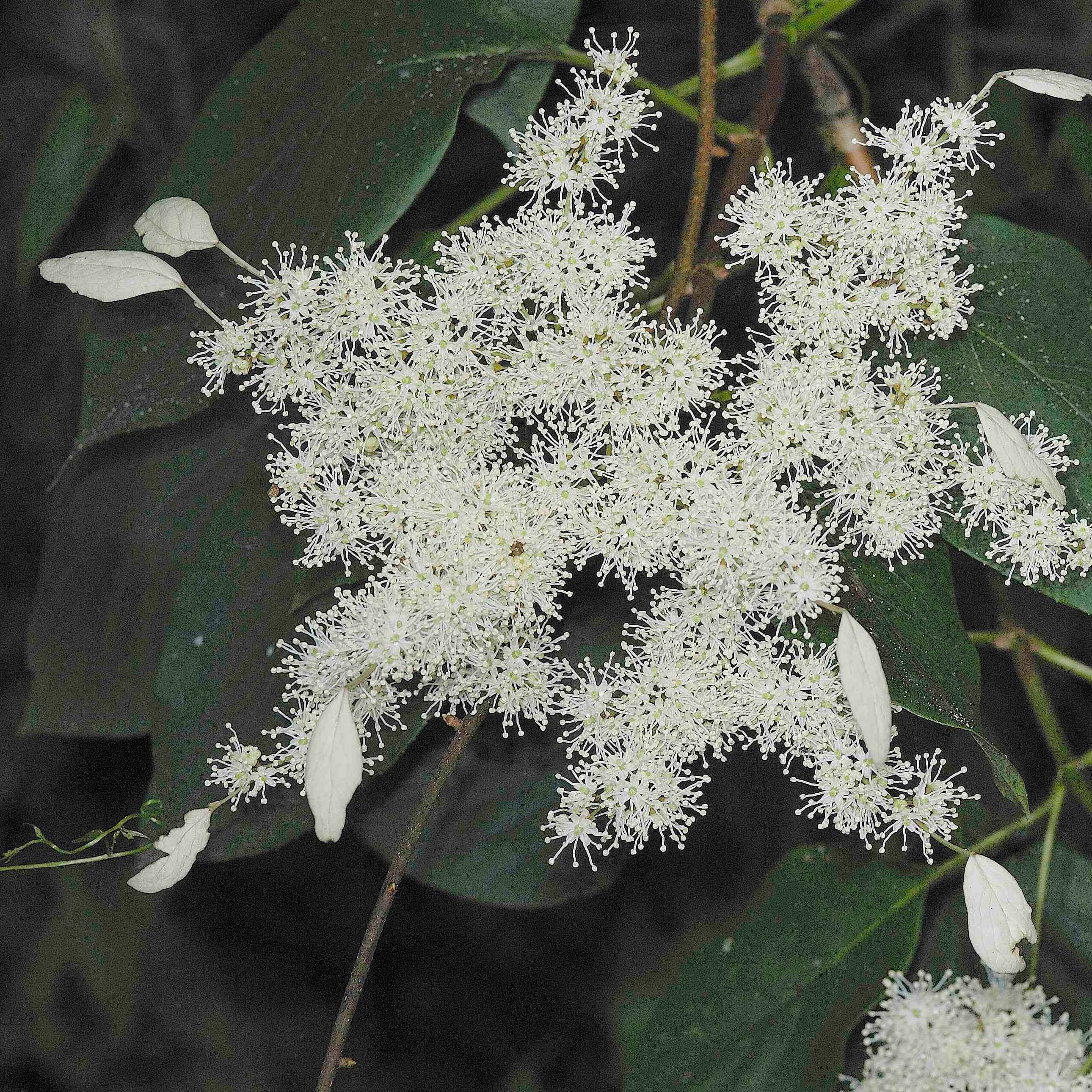 Schizophragma Angel Wings - Hortensia grimpant Pot de 2L/3L