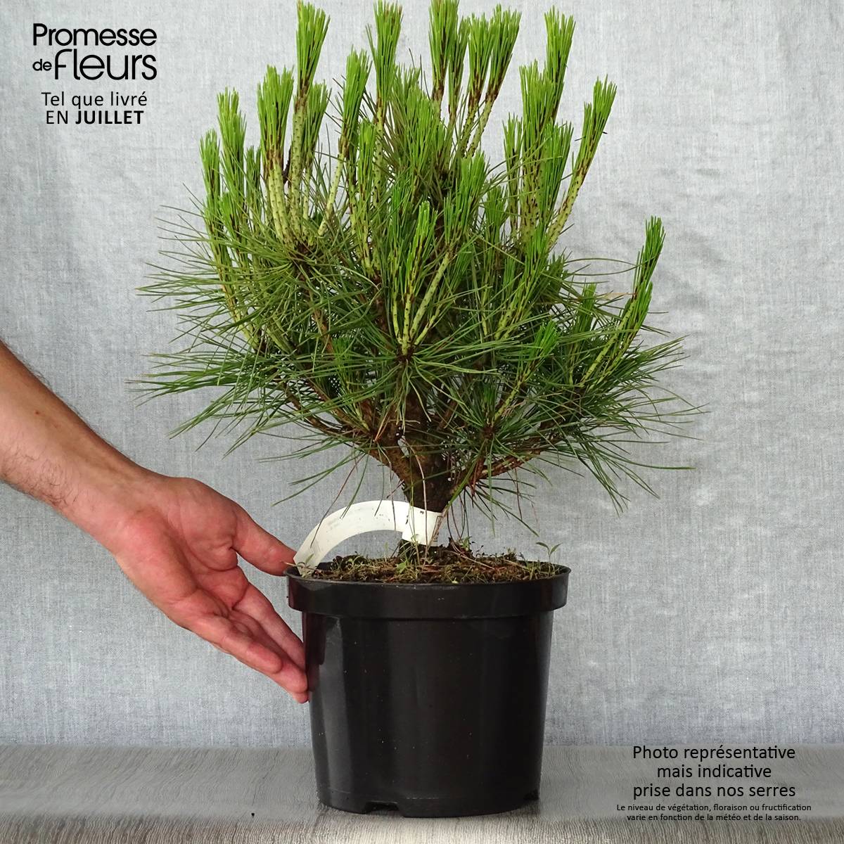 Pin rouge du Japon - Pinus densiflora Alice Verkade                 Pot de 4L/5L - Image 2