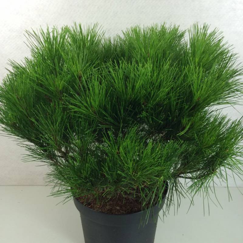 Pin rouge du Japon - Pinus densiflora Alice Verkade                 Pot de 4L/5L - Image 1