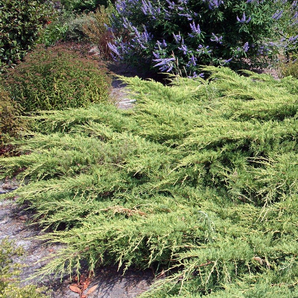 Genévrier de Pfitzer - Juniperus x media Pfitzeriana Pot de 2L/3L - Image 1