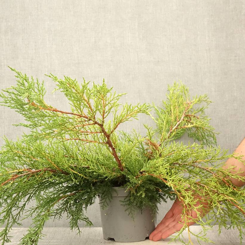 Genévrier de Pfitzer - Juniperus x media Pfitzeriana Pot de 2L/3L - Image 2