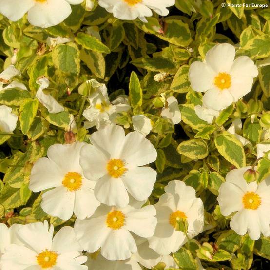 Promesse de Fleurs - Cistus corbariensis Little Miss Sunshine - Ciste des Corbières Pot de 3L/4L - Image 1