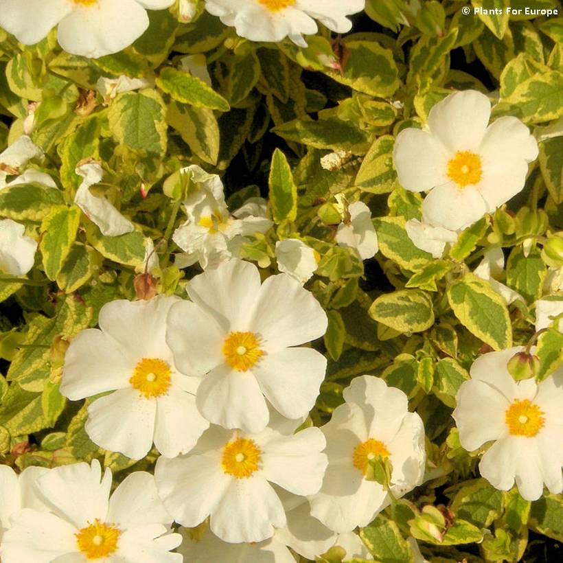 Promesse de Fleurs - Cistus corbariensis Little Miss Sunshine - Ciste des Corbières Pot de 3L/4L