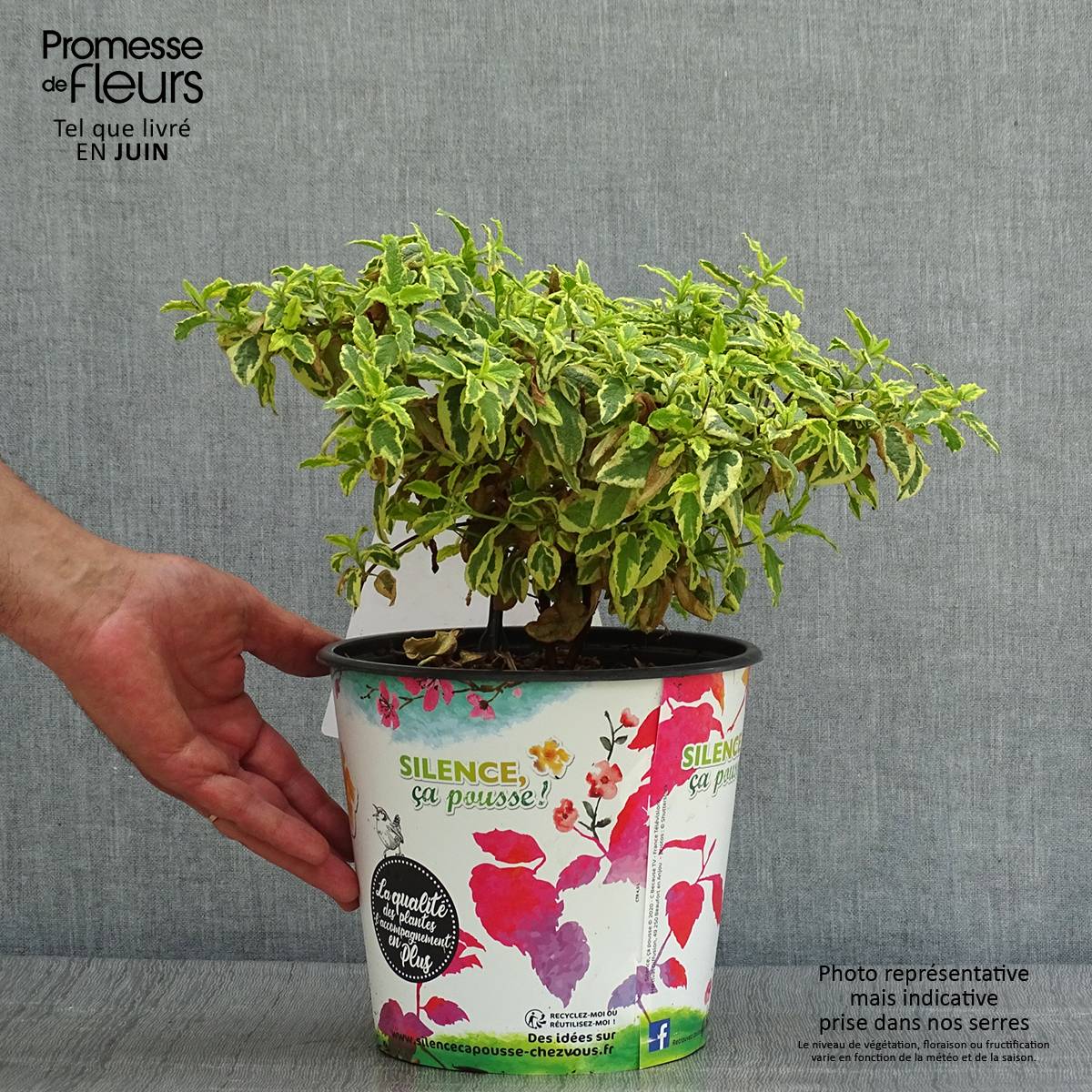 Promesse de Fleurs - Cistus corbariensis Little Miss Sunshine - Ciste des Corbières Pot de 3L/4L - Image 2