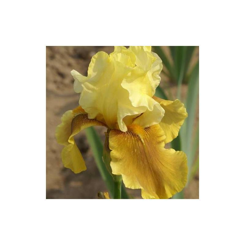 Iris des jardins Bayberry Candle à fleurs Jaune/Orange - feuillage Caduc - Godet - 5/20 cm - Image 1