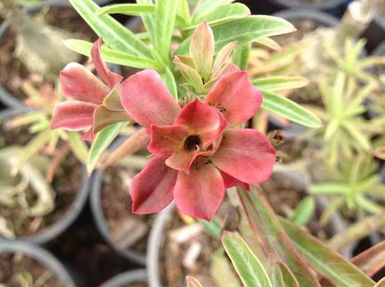 Sans Marque - Adenium obesum cv.Baby Rose Caudex d'environ 300g 20/25cm - Image 1