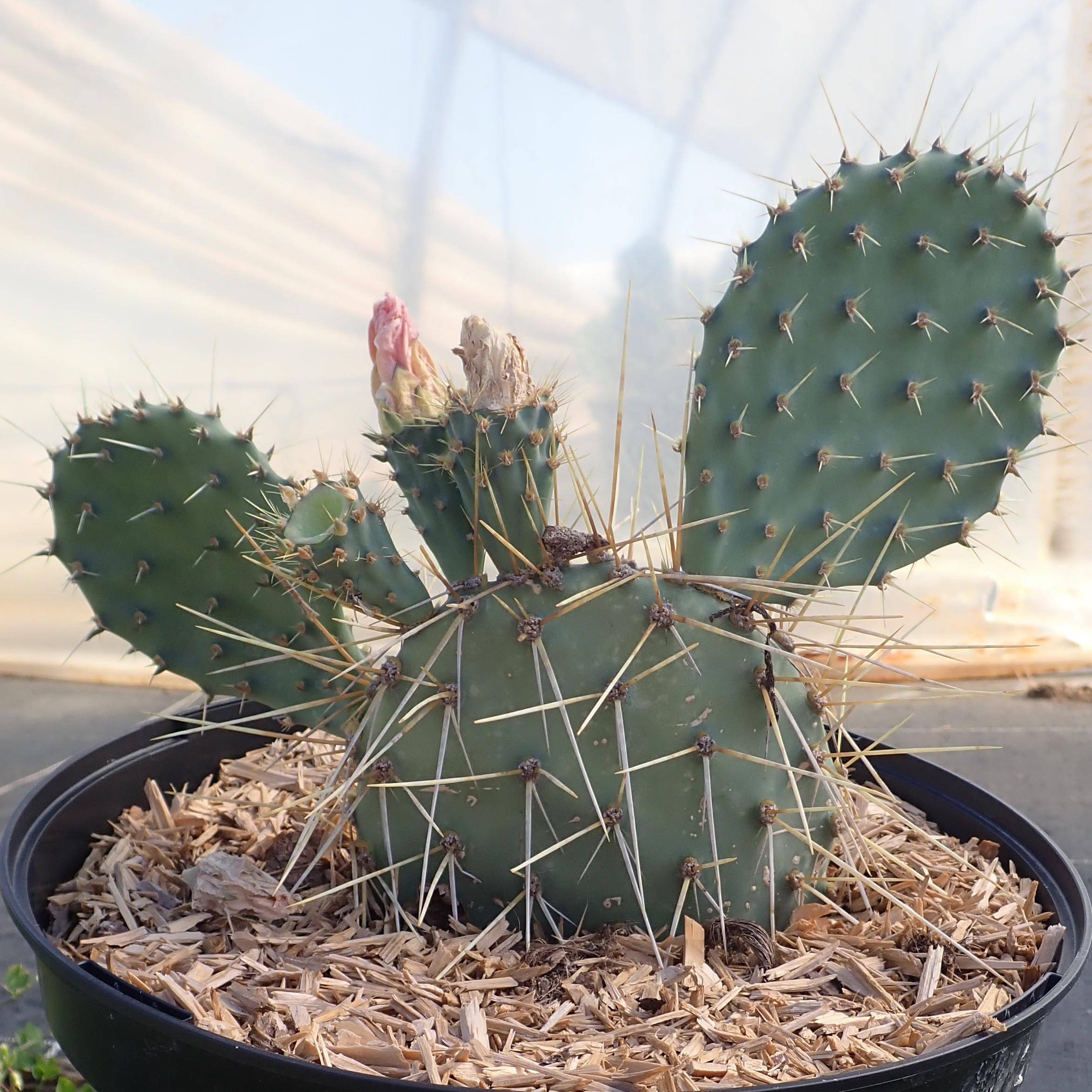 Opuntia howeyi - Cactus raquette Pot de 4L/5L - Gamm vert