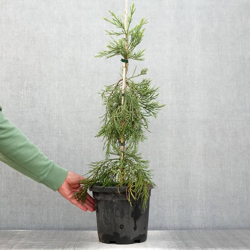 Promesse de Fleurs - Sequoiadendron giganteum Pendulum - Séquoia géant pleureur Pot de 4L/5L - Image 2