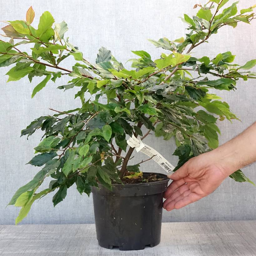 Sycoparrotia semidecidua Purple Haze  Pot de 3L/4L - Image 2