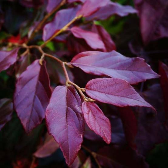 Sycoparrotia semidecidua Purple Haze Pot de 3L/4L - Image 1