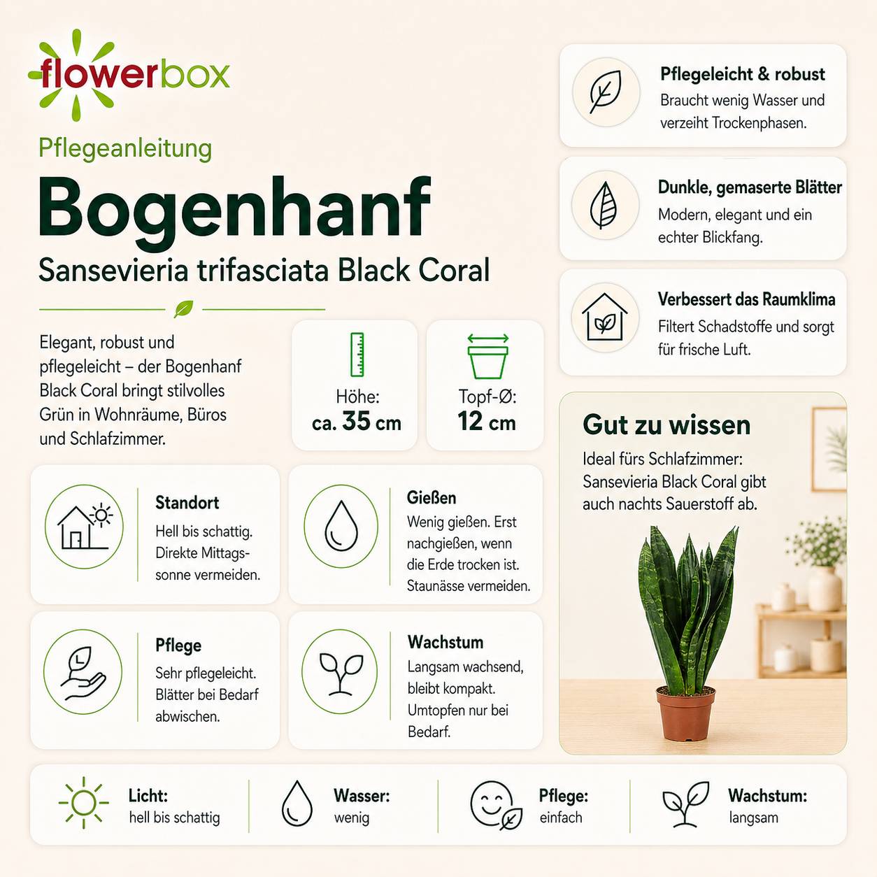 Sansevière - plante d'intérieur facile d'entretien, Sansevieria trifasciata Black Coral - Hauteur env. 35 cm, pot-Ø 12 cm - Image 5