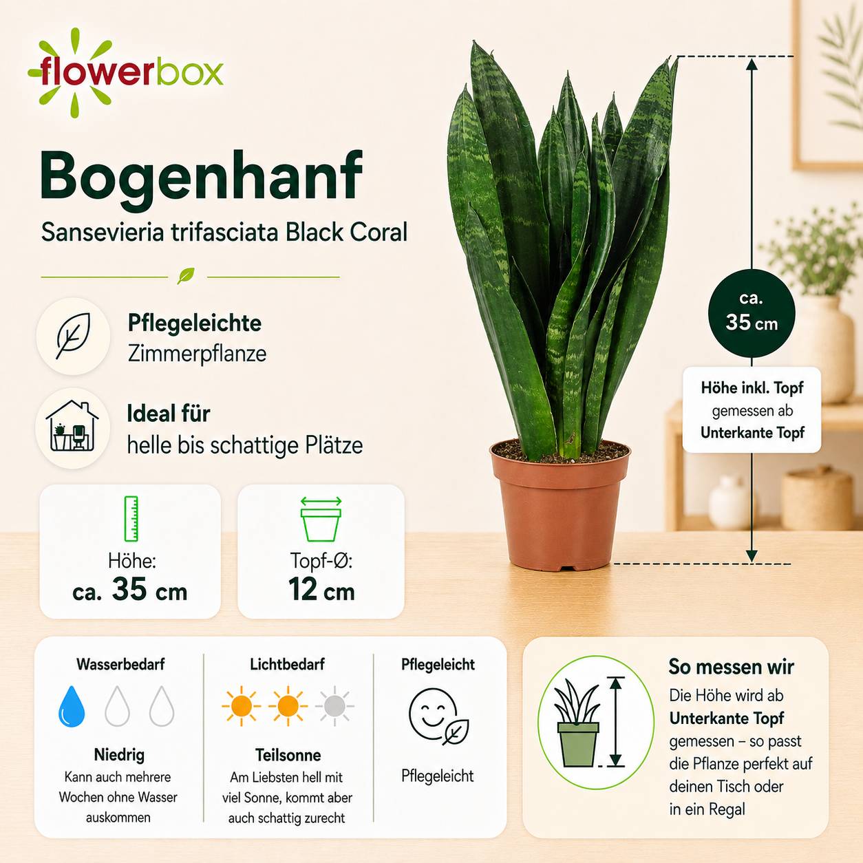 Sansevière - plante d'intérieur facile d'entretien, Sansevieria trifasciata Black Coral - Hauteur env. 35 cm, pot-Ø 12 cm - Image 4