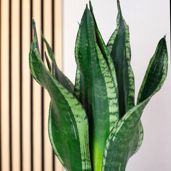 Sansevière - plante d'intérieur facile d'entretien, Sansevieria trifasciata Black Coral - Hauteur env. 35 cm, pot-Ø 12 cm - Image 3