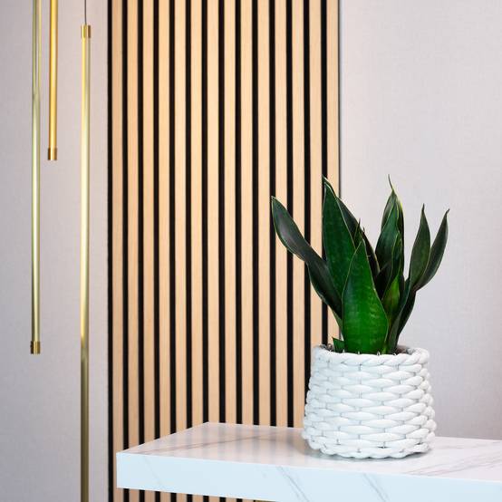 Sansevière - plante d'intérieur facile d'entretien, Sansevieria trifasciata Black Coral - Hauteur env. 35 cm, pot-Ø 12 cm - Image 2