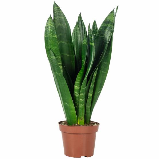 Sansevière - plante d'intérieur facile d'entretien, Sansevieria trifasciata Black Coral - Hauteur env. 35 cm, pot-Ø 12 cm - Image 1