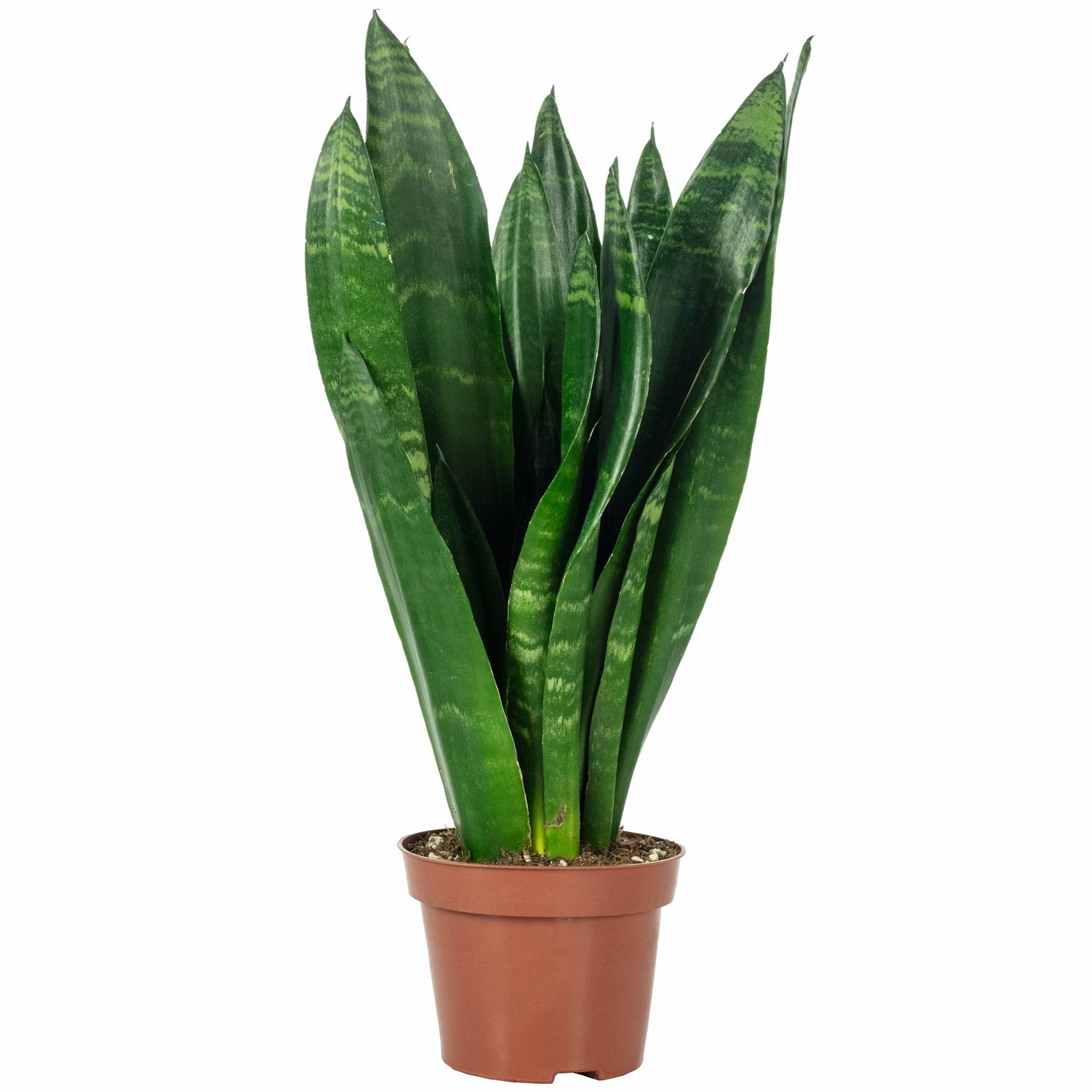 Sansevière - plante d'intérieur facile d'entretien, Sansevieria trifasciata Black Coral - Hauteur env. 35 cm, pot-Ø 12 cm - Image 1