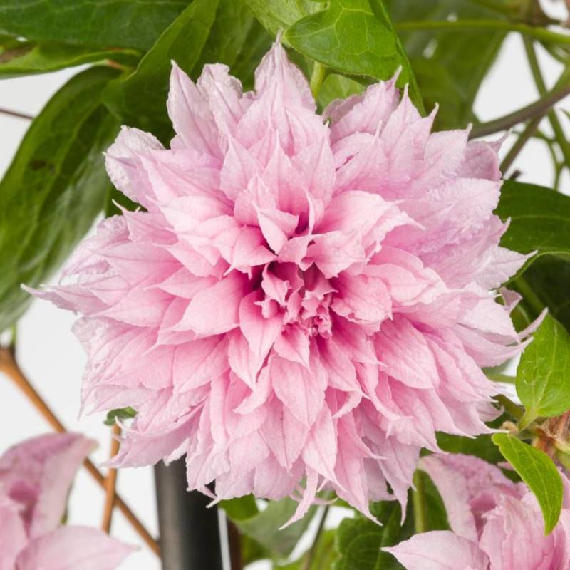 Clématite Multi Pink® 'ST17333' à fleurs Rose - feuillage Caduc - Pot de 2L - Tuteur bambou 60/90 cm-  hauteur à maturité De 2,50 m à 3,00 m - Image 6
