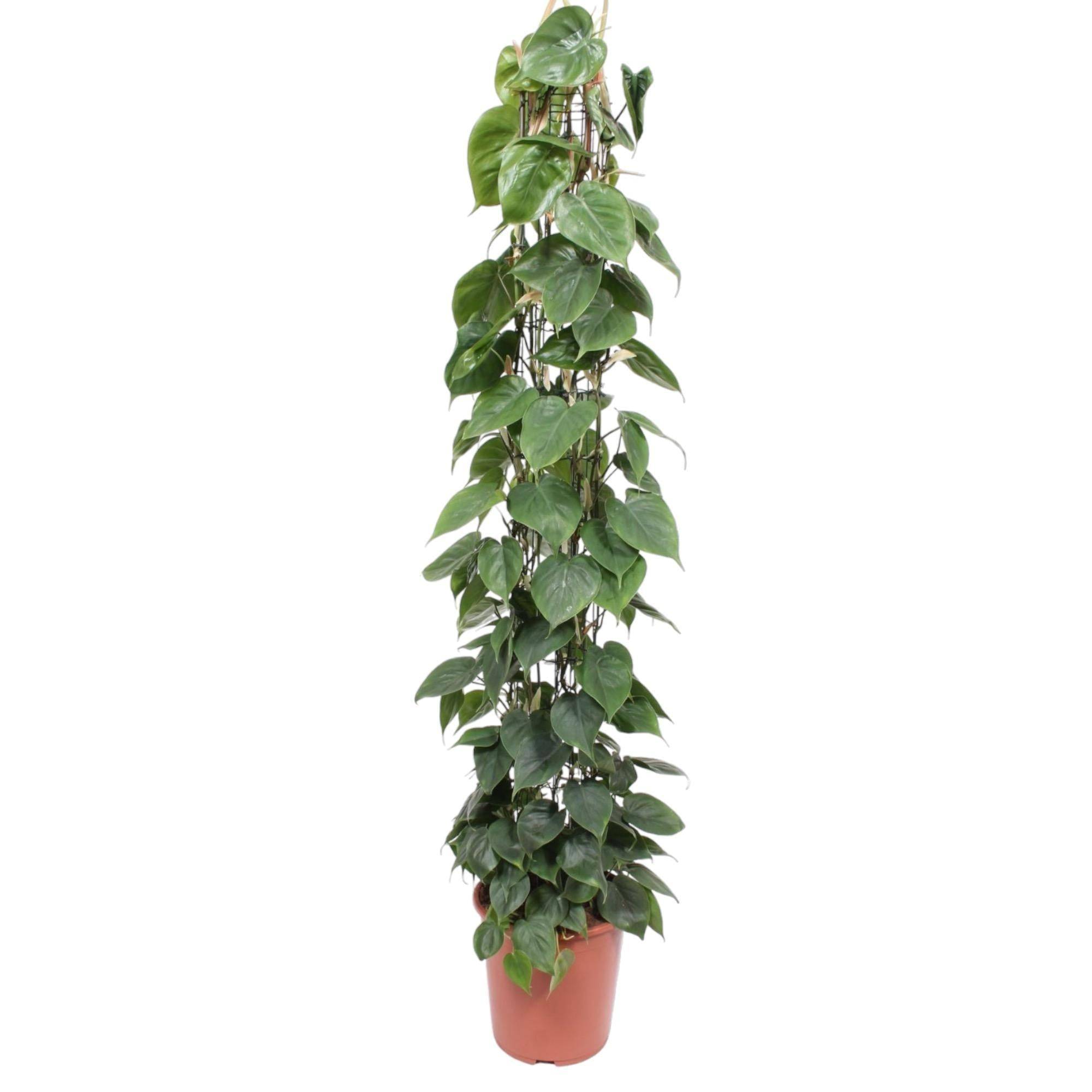Philodendron Scandens Gaasrek - D27 H160cm