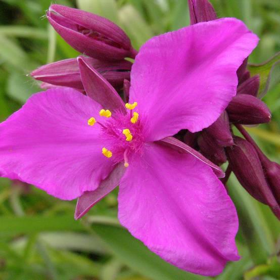 Promesse de Fleurs - Ephémère de Virginie - Tradescantia andersoniana Red Grape Pot de 2L/3L